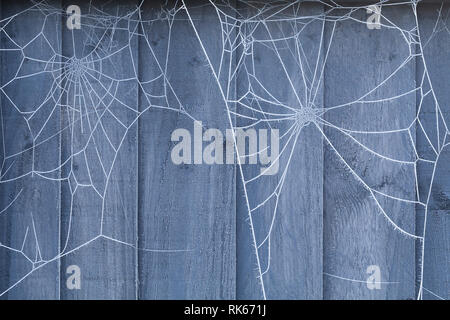 Spiders web on a blue wooden fence covered in ice crystals during winter. Stock Photo