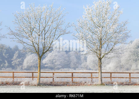 Beautiful rural winter scene with heavy frost on trees and a two rail wooden fence. Clear blue sky and frozen fields. Two trees in a line Stock Photo