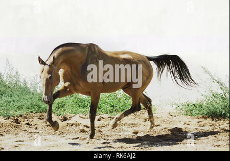 Athletic Akhal-Teke horse trotting in the paddock. Horizontal, sideways. Stock Photo