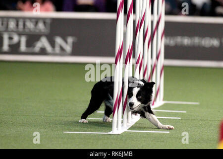 New York, USA. 9th Feb 2019. Pink, A Border Collie, competing in the preliminaries of the Westminster Kennel Club's Master's Agility Championship. Credit: Adam Stoltman/Alamy Live News Stock Photo