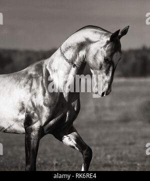 Portrait of Akhal-Teke stallion dancing in fields. Vertical photo, black and white, close up on head and neck, in motion. Stock Photo