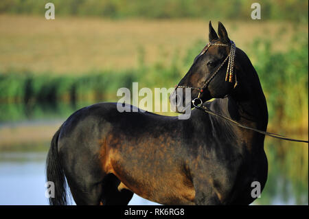 Dark bay Akhal-Teke stallion in traditional turkmen bridle standing sideways and looking back. Vertical, side view. Stock Photo