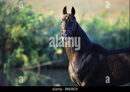 Bridled dark bay Akhal Teke stallion looking at the camera. Horizontal, portrait, front view. Stock Photo