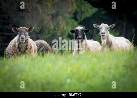 sheeps and goats on the pasture Stock Photo