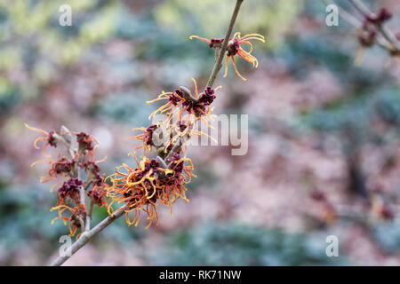 Hamamelis x intermedia 'Jelena' flowers. Stock Photo