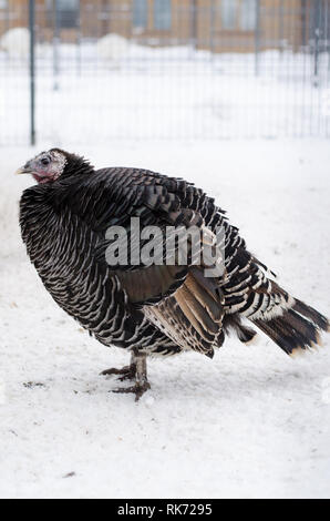 Big black Turkey poultry yard in winter. Stock Photo