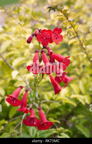 Red Penstemon flowers in late summer. Beard tongue flower. Stock Photo