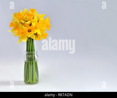 Bouquet of daffodils flowers in glass jar on white background with copy space on the right-hand side of the image Stock Photo