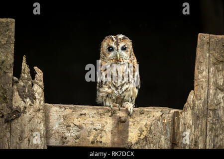 Tawny owl (Scientific name: Strix aluco) Single tawny owl perched in natural habitat on old barn door with dark background. Landscape Stock Photo