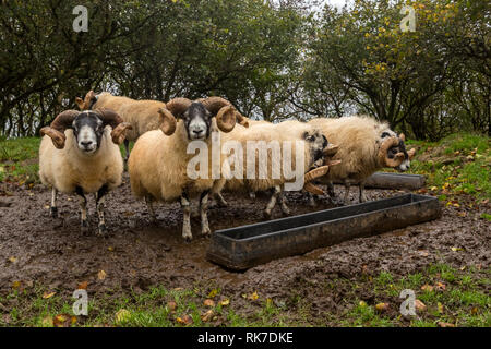 Scottish Blackface Rams stood on muddy ground at the feeding trough on a Scottish Hebridean Island. Large curly horns. Landscape Stock Photo