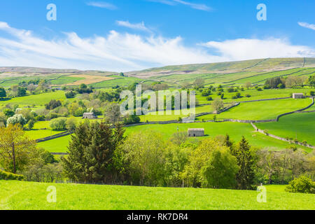 Yorkshire Dales in Summer with lush green meadows, dry stone walling, blue sky and fluffy white clouds. North Yorkshire.  England. UK. Landscape Stock Photo