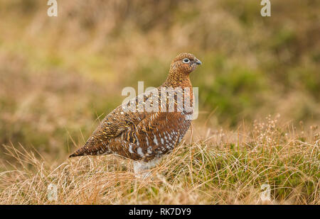 Red Grouse hen (Lagopus lagpus) Female game bird stood in natural habitat on grouse moor of heather, grasses and reeds.  Mid winter.  Landscape Stock Photo