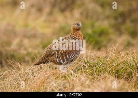 Red Grouse hen (Lagopus lagpus) Female game bird stood in natural habitat on grouse moor of heather, grasses and reeds.  Mid winter.  Landscape Stock Photo
