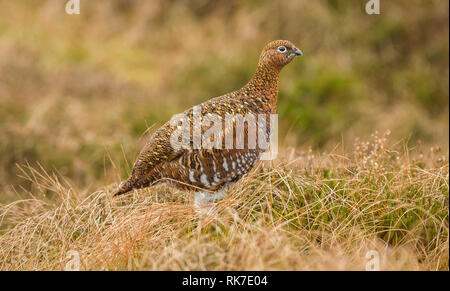 Red Grouse hen (Lagopus lagpus) Female game bird stood in natural habitat on grouse moor of heather, grasses and reeds.  Mid winter.  Landscape Stock Photo