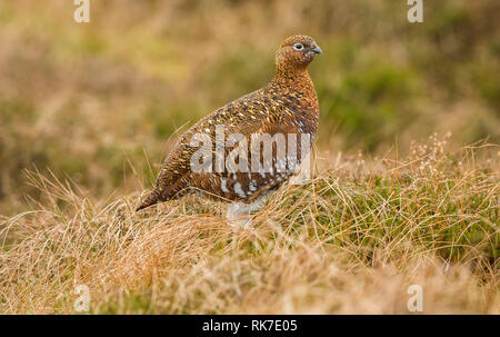 Red Grouse hen (Lagopus lagpus) Female game bird stood in natural habitat on grouse moor of heather, grasses and reeds.  Mid winter.  Landscape Stock Photo