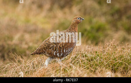 Red Grouse hen (Lagopus lagpus) Female game bird stood in natural habitat on grouse moor of heather, grasses and reeds.  Mid winter.  Landscape Stock Photo