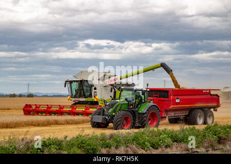 A combine harvester unloads barley into the bins in a field in summertime in Canterbury, New Zealand Stock Photo