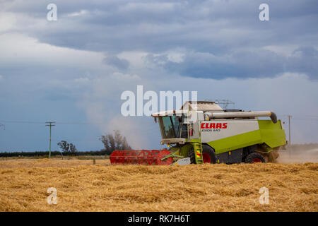 A Claas combine harvester working the rows of barley in a field out of Darfield, New Zealand Stock Photo