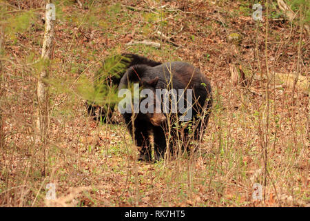 Black Bear in the Cades Cove section of Great Smokey Mountains National Park, Tennessee Stock Photo