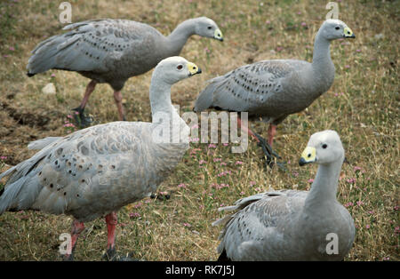 The Cape Barren Goose, the world's rarest goose on Maria Island in Tasmania. Native to the south eastern coastline of Australia, Cape Barren Geese wer Stock Photo