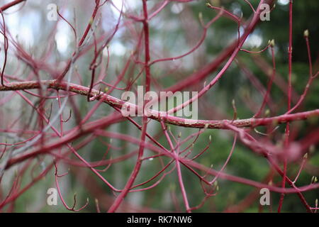 Dogwood Bush in Autumn red Colors, background Stock Photo