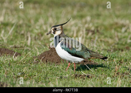 Northern Lapwing - Vanellus vanellus Feeding in meadow with Mole Hills Stock Photo