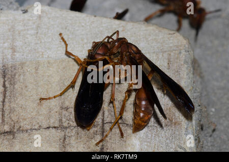 Paper Wasps, Polistes sp. Stock Photo