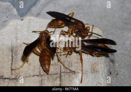 Paper Wasps, Polistes sp. Stock Photo