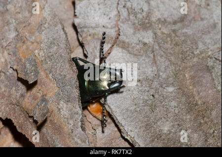 Bark-gnawing Beetle, Temnoscheila sp., hiding under bark Stock Photo