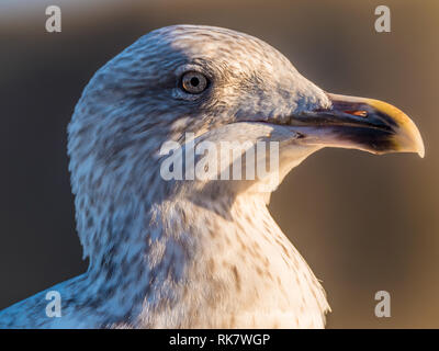 Close up of Seagull's head Stock Photo