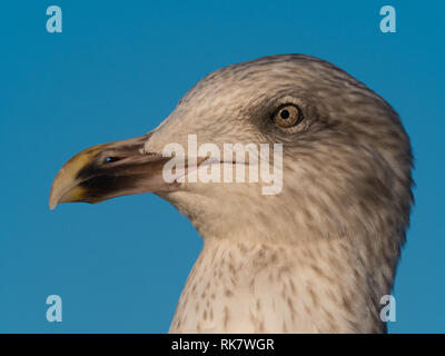 Close up of Seagull's head Stock Photo