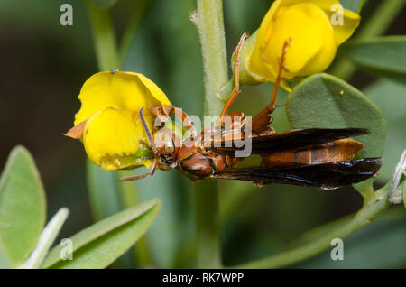 Paper Wasp, Polistes sp., on Yellow Wild Indigo, Baptisia sphaerocarpa Stock Photo