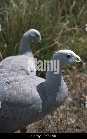 The Cape Barren Goose, the world's rarest goose on Maria Island in Tasmania. Native to the south eastern coastline of Australia, Cape Barren Geese wer Stock Photo