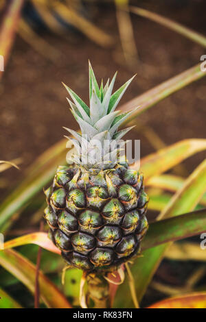 Small pineapple growing on plantation in Hawaii Stock Photo