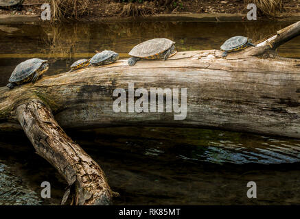 Turtles on a Tree Trunk Stock Photo