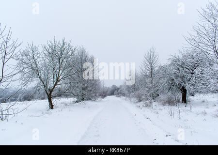 Winter snow trees, New Year's mood. Stock Photo