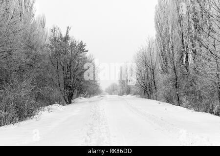 Winter snow trees, New Year's mood. Stock Photo