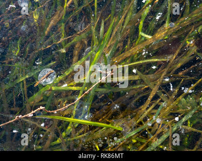 Methane gas bubbles trapped in ice at winter lake Stock Photo