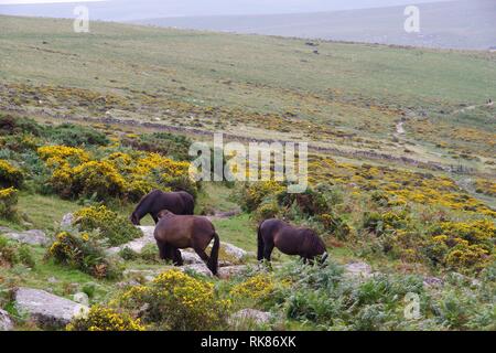 Grazing Dartmoor Ponies near Wistmans Wood, Dartmoor National Park, Two Bridges. Devon, UK. Stock Photo