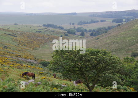 Grazing Dartmoor Ponies by Wistmans Wood, Dartmoor National Park, Two Bridges. Devon, UK. Stock Photo