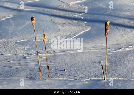 Quebec,Canada. Bulrushes in the Winter Stock Photo