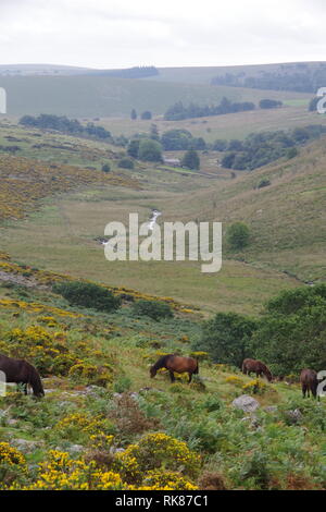 Grazing Dartmoor Ponies and the West River Dart by Wistmans Wood, Dartmoor National Park, Two Bridges. Devon, UK. Stock Photo