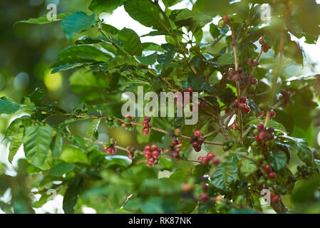 Coffee branch with red beans on sunny bright days Stock Photo