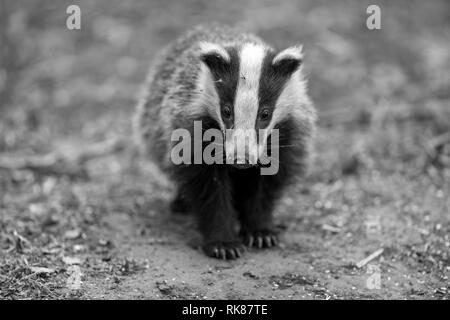 Badger cub in black and white.  Scientific name: Meles meles.  In natural woodland habitat foraging for food. Badger cub is 5 months old. Landscape Stock Photo