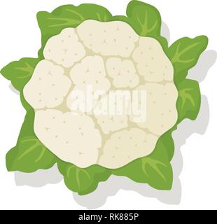 vector vegetable cauliflower cabbage isolated on white background. healthy vegetarian food icon. raw cauliflower single whole head with leaves for har Stock Vector
