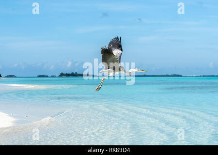 A Grey Heron (Ardeacinerea) flying on the beach with islands in background in Maldives Stock Photo