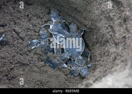 Baby green turtles (Chelonia mydas) in the nest and ready to crawl to the ocean in Costa Rica. Stock Photo