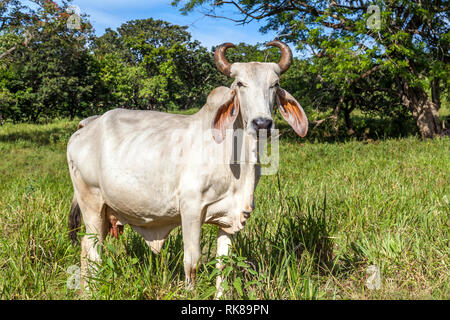Close up of a Brahman cattle in Costa Rica Stock Photo