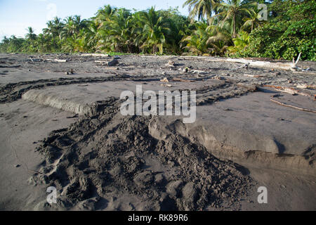 Sea turtle tracks on the beach at Tortuguero National Park in Costa Rica Stock Photo