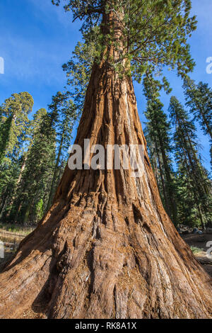 Giant Sequoia trees in Sequoia National Park, California, USA Stock Photo